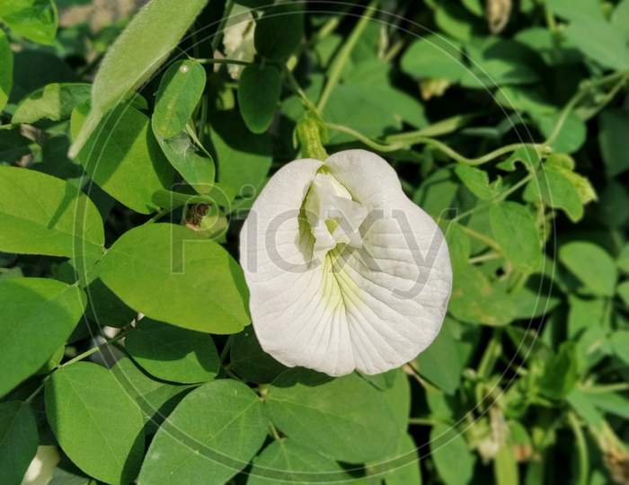 Green natural, white flower