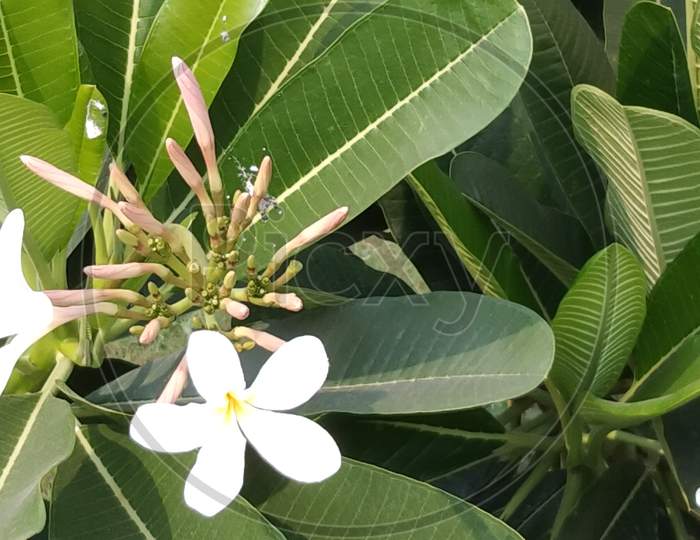 a flowering Combretaceae flower