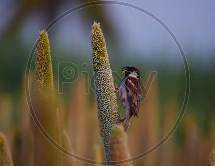 Sparrow on the Millet. Grains in beak