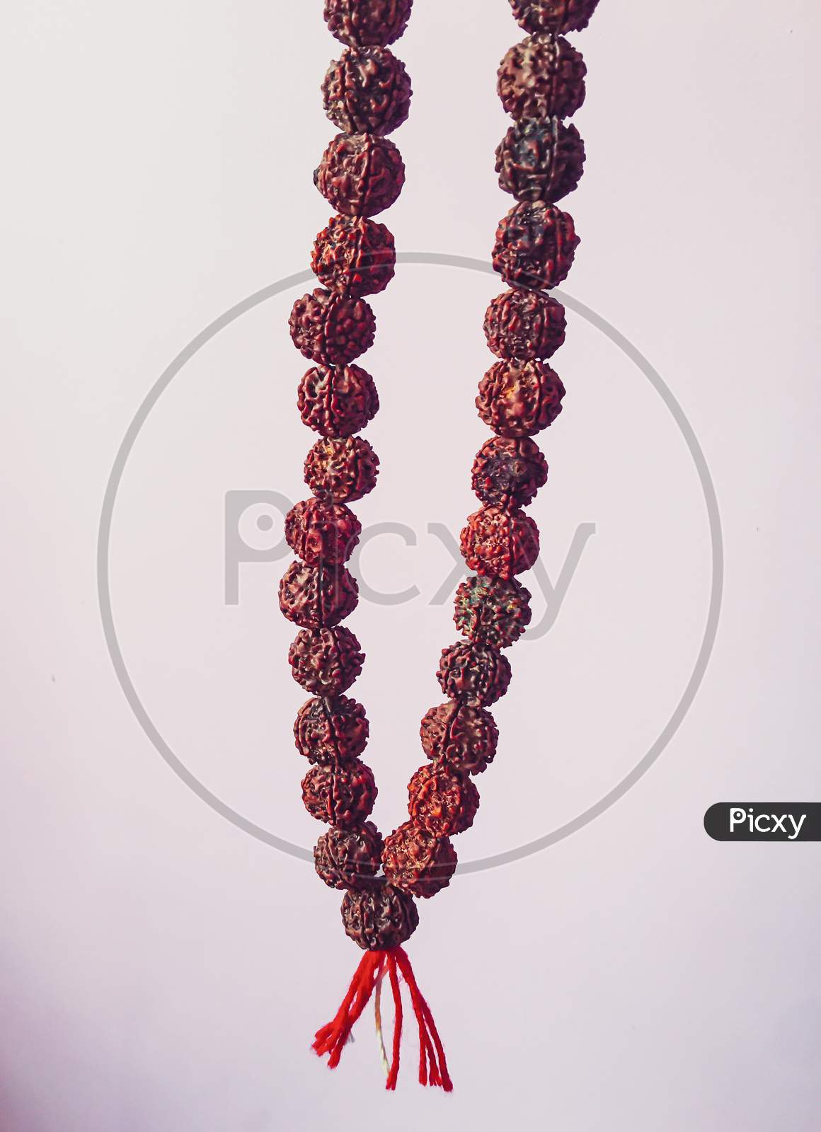 Rudraksha japa Mala or Prayer beads made from the seeds of the rudraksha tree on white background ,108 beads .