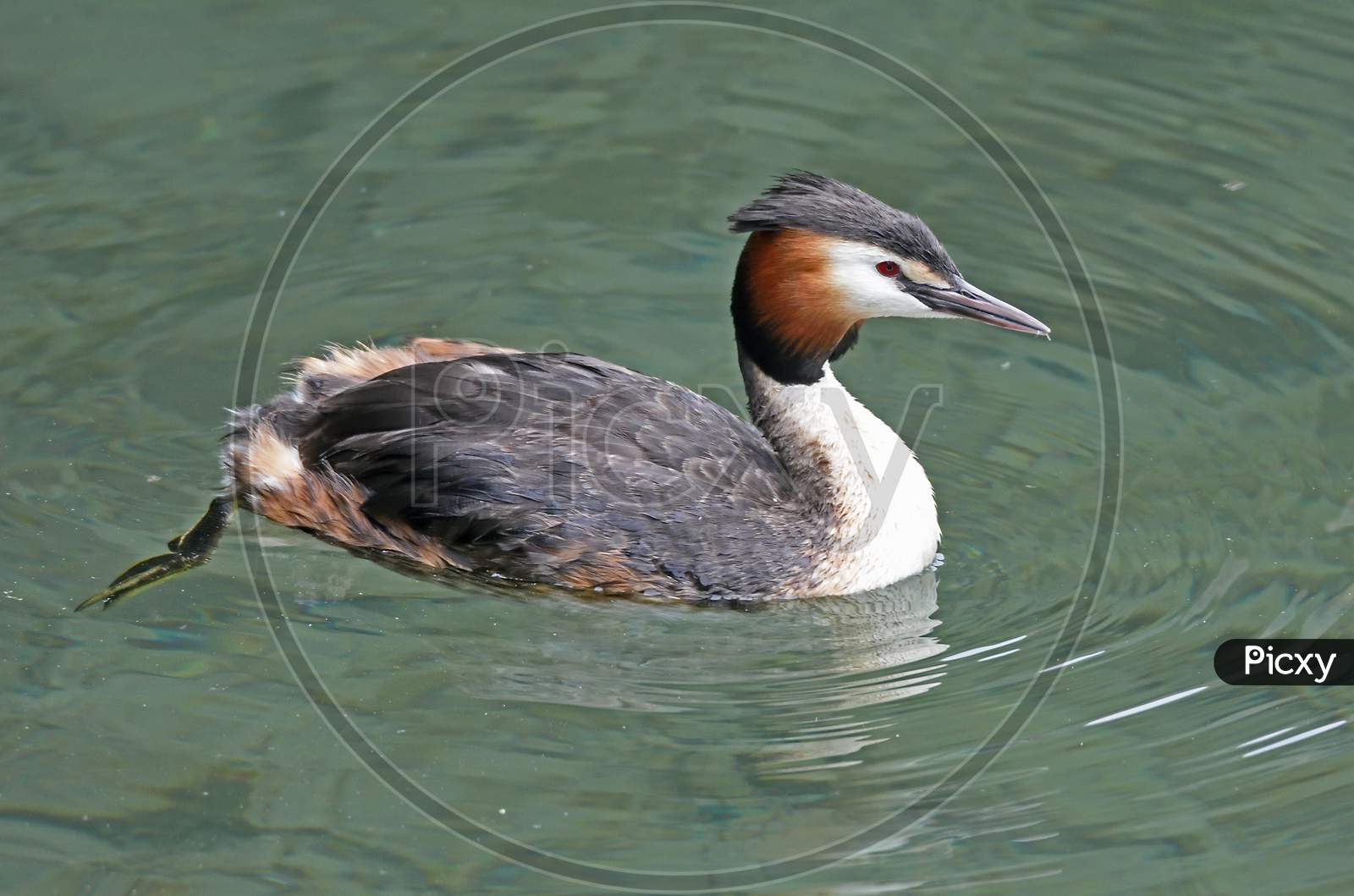 Greater Crested Grebe