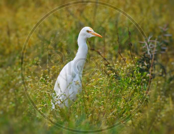 White Egret bird in green grass