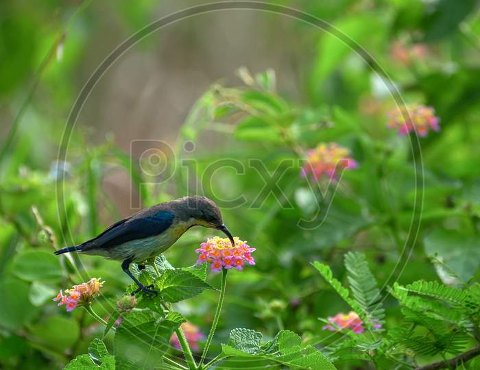 Sunbird enjoying sweet nectar
