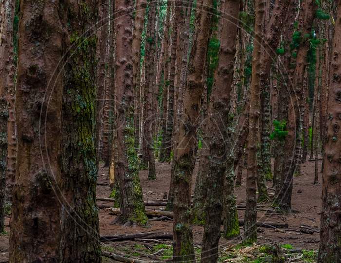 Pine Forest Kodaikanal, Tamil Nadu, India