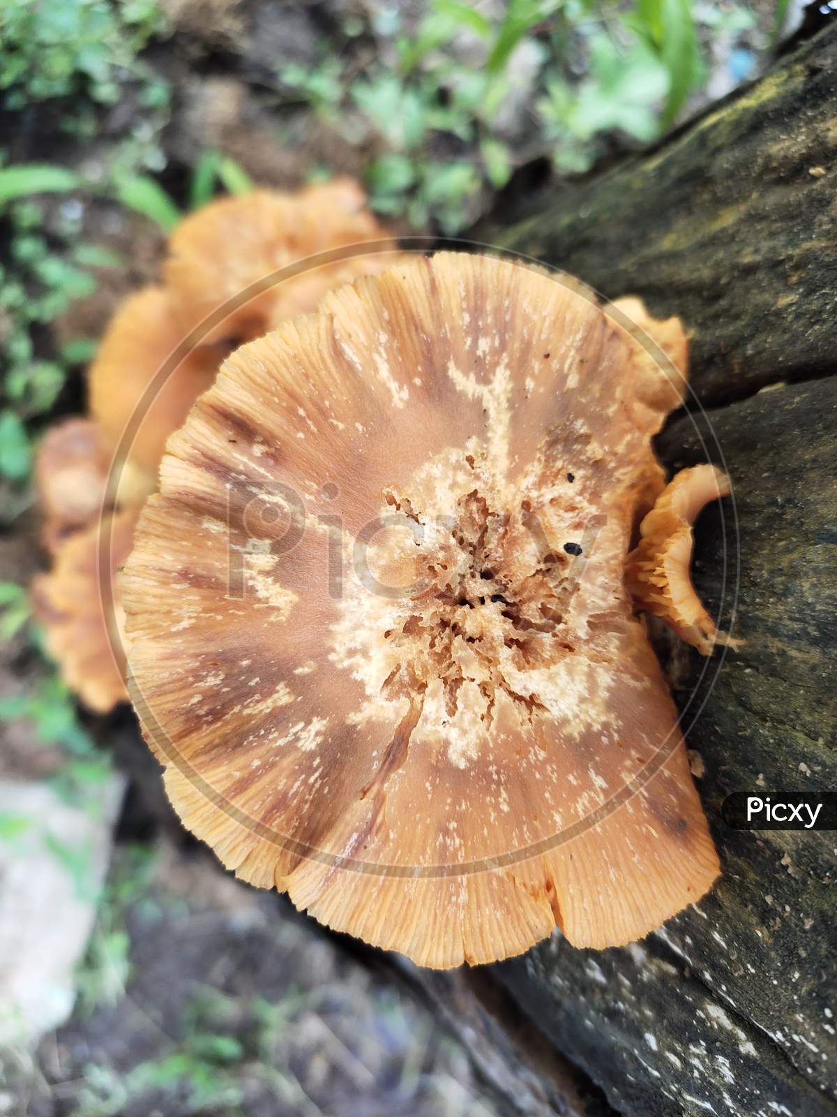 The mushroom plant on a tree