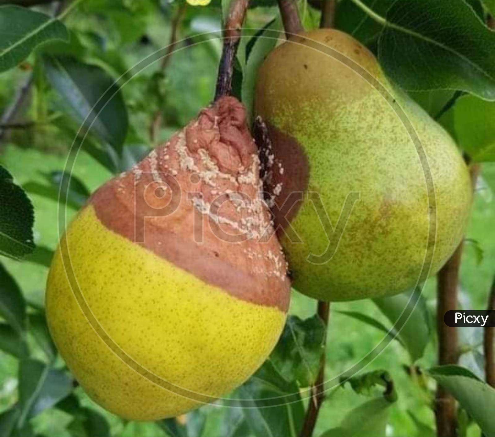 Two rotted pear fruits.