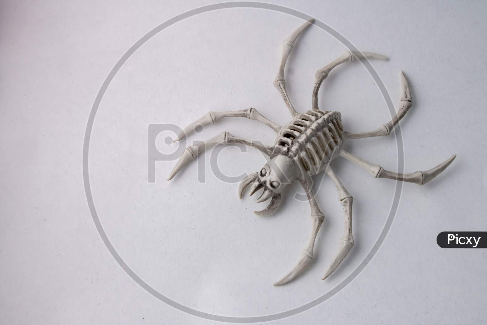 Scary Spider Skeleton Halloween Decoration Isolated On White