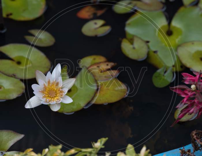 Water Lilly Munnar Kerala India