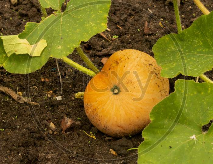 Organic Orange Pumpkin Patch In Vegetable Garden.