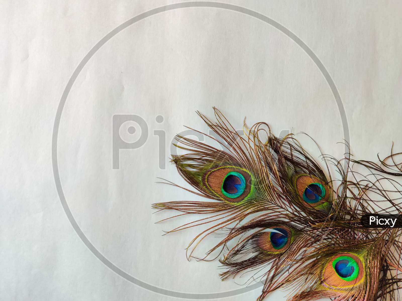 Four Set Of Peacock Feathers Isolated On Green Background. Copy Space. Selective Focus