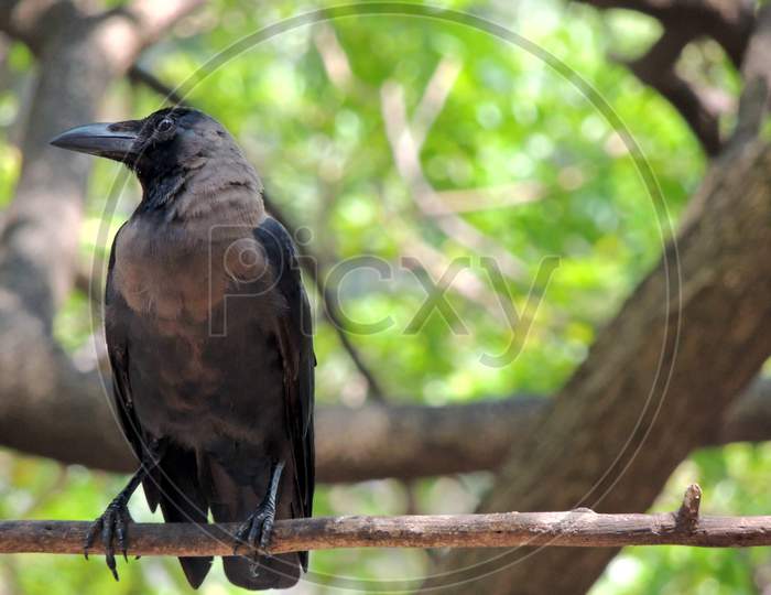 The thirsty crow sitting on a branch