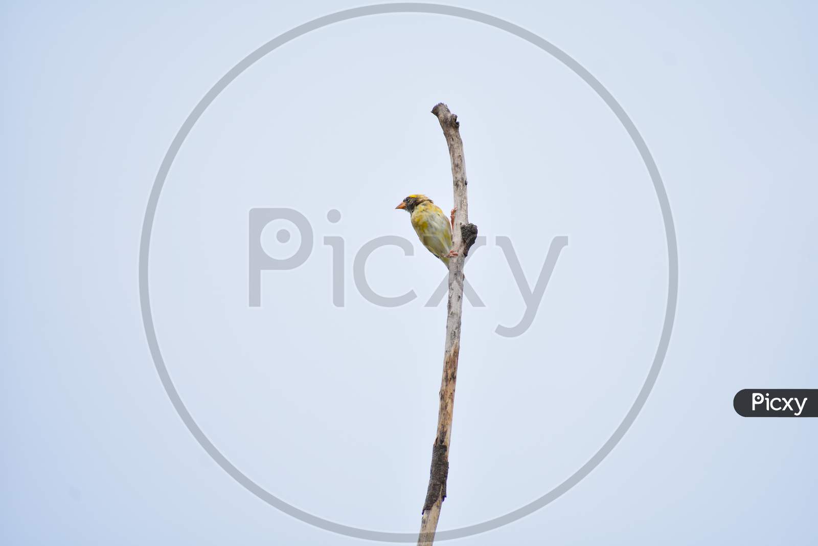 Small bird sitting on narrow branch