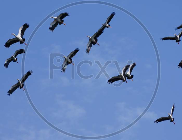 Flock of Asian openbill stork flying in the sky