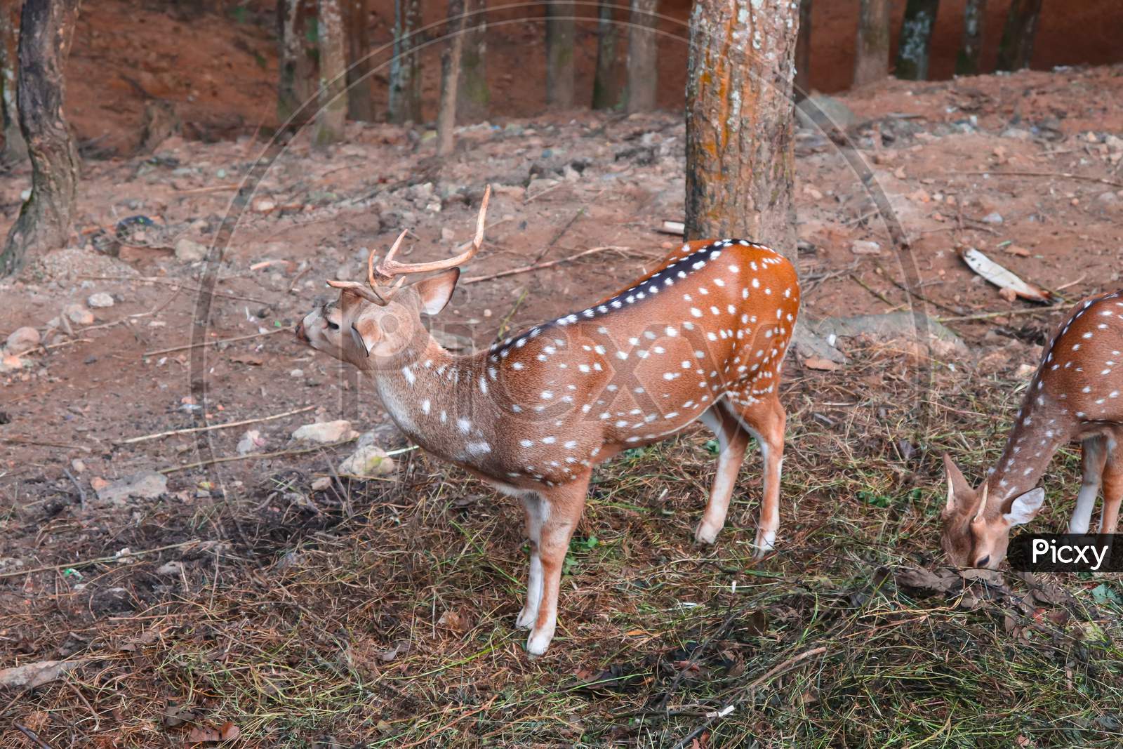 himalayan Spotted deer found in Nepal.