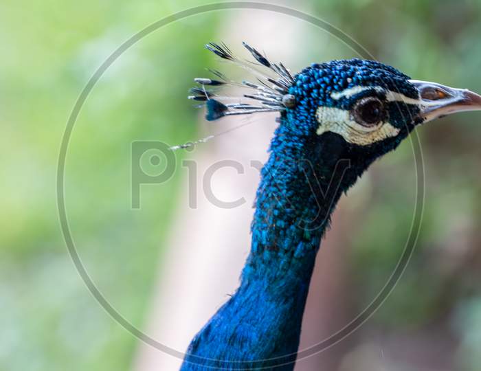 Peacock National Bird India