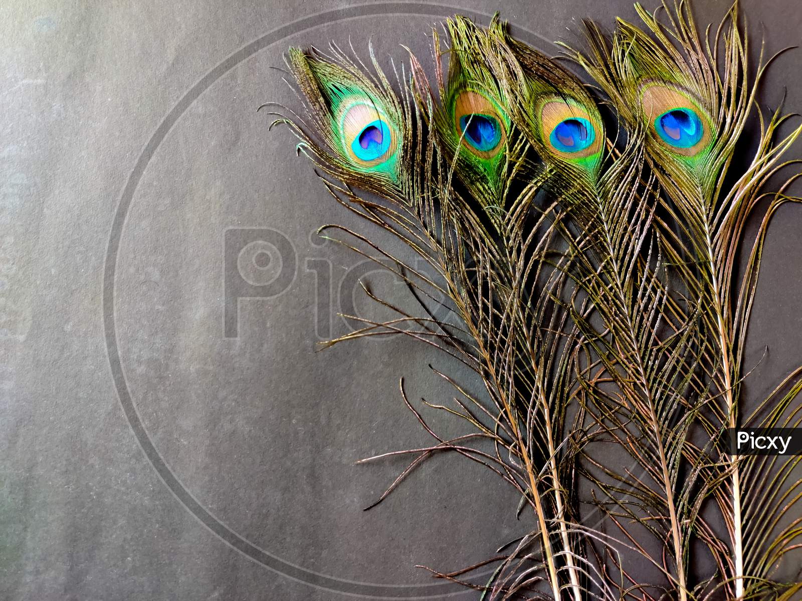 Four Full Sized Elegant Peacock Feathers Isolated On Black Background. Copy Space
