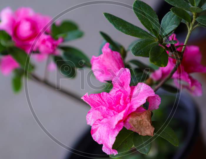 Azelea pink flower.