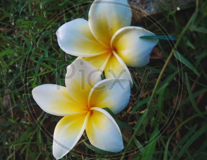 White lilies in green grass