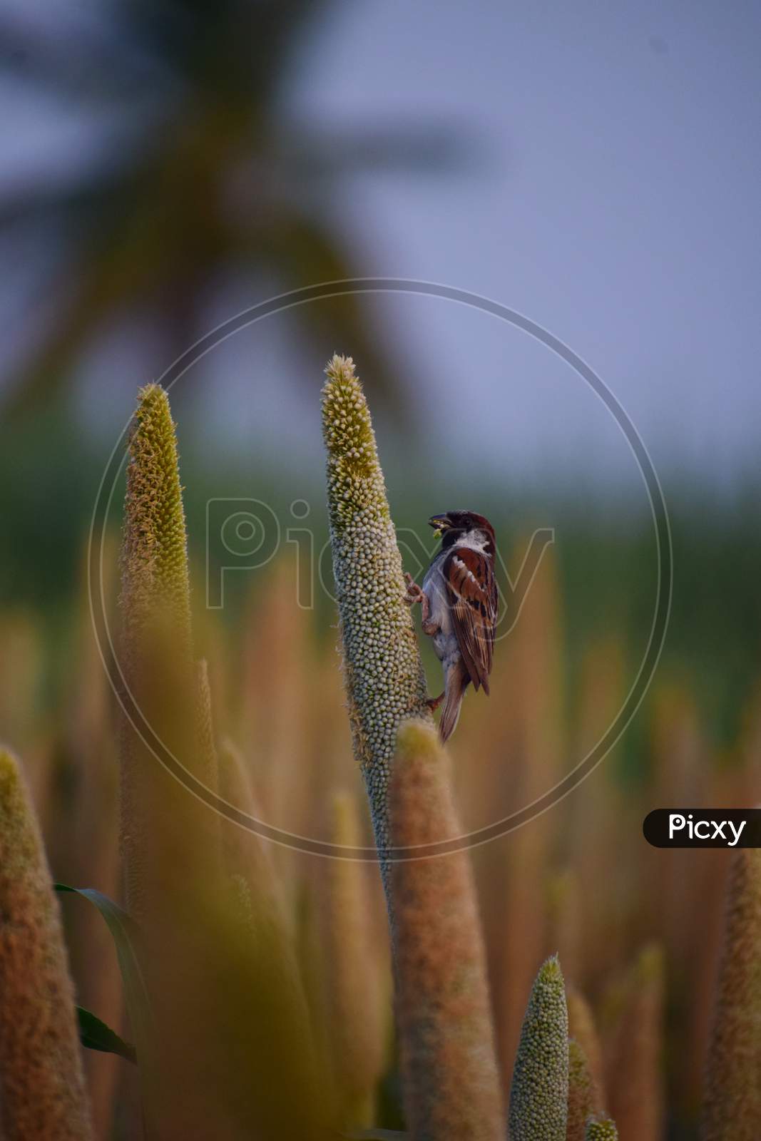 Sparrow on the Millet. Grains in beak