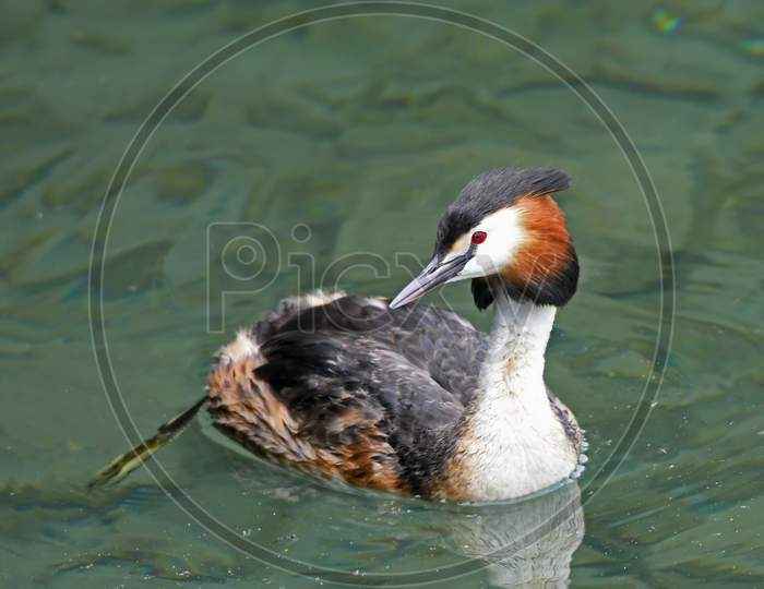 Greater Crested Grebe