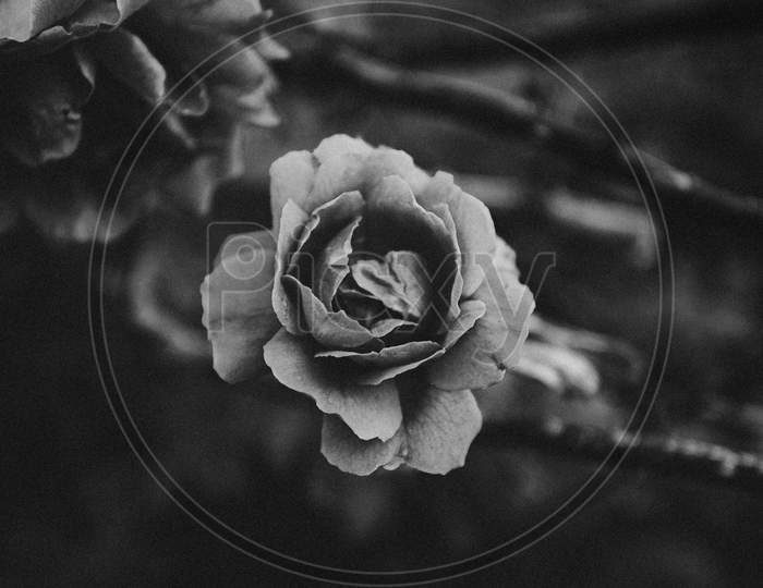 Dramatic Black And White Rose That Is Still Not Open