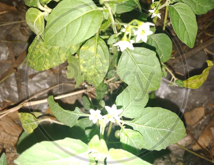 Makoy flower