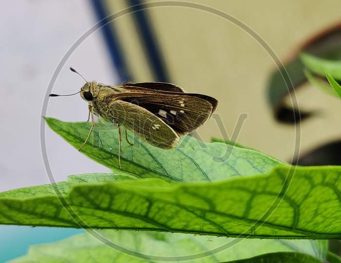 The beautiful butterfly, macro photo