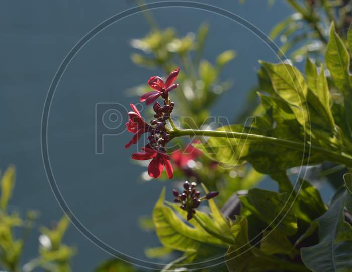 Red colour flowers