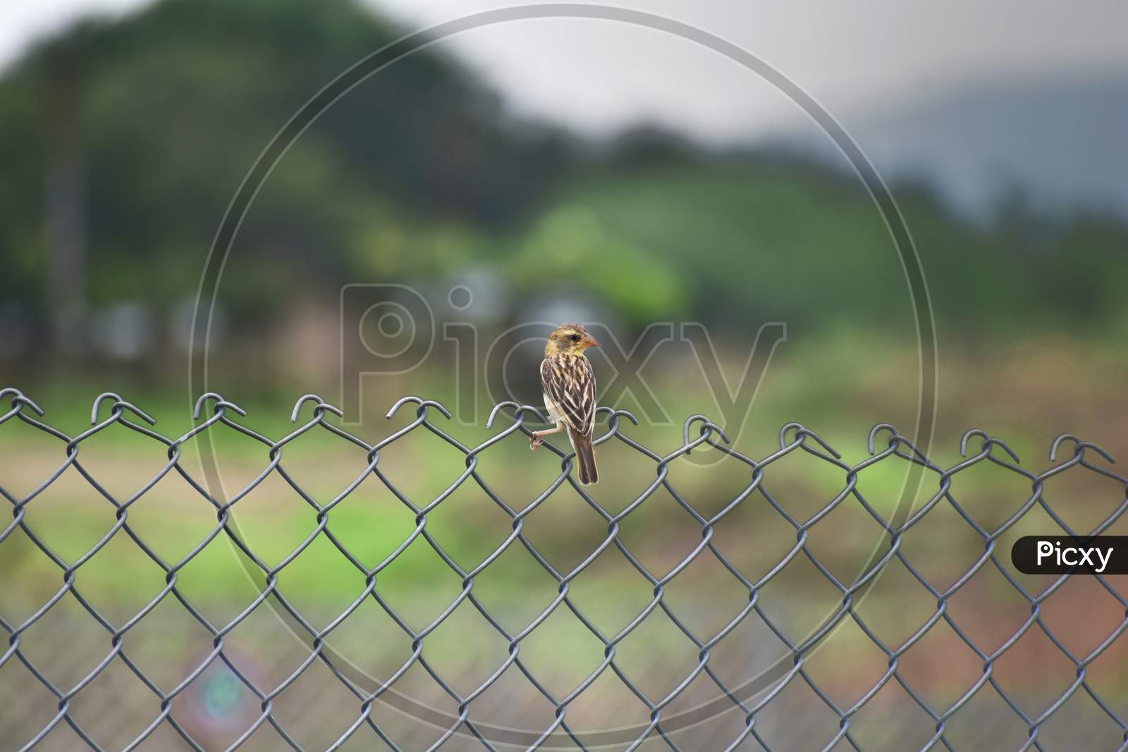 One Sparrow sitting on fence