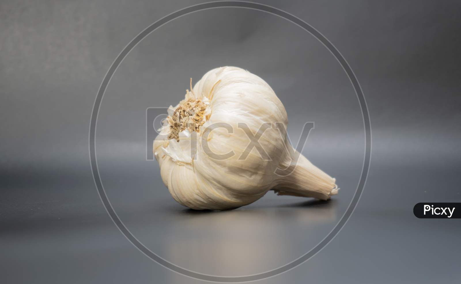 Piece of garlic ingredient in clear background