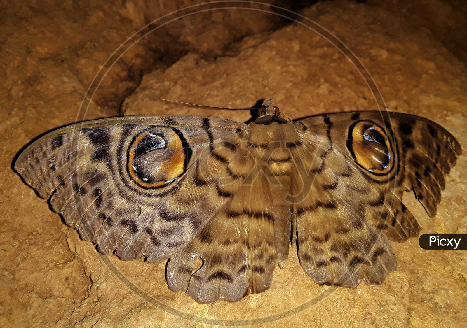 owl moth fascinating shot