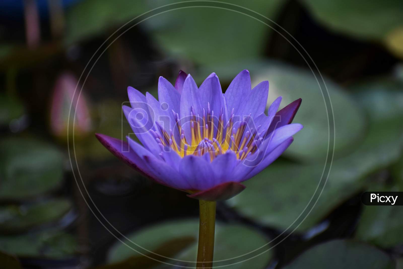 Purple lotus in pond close-up