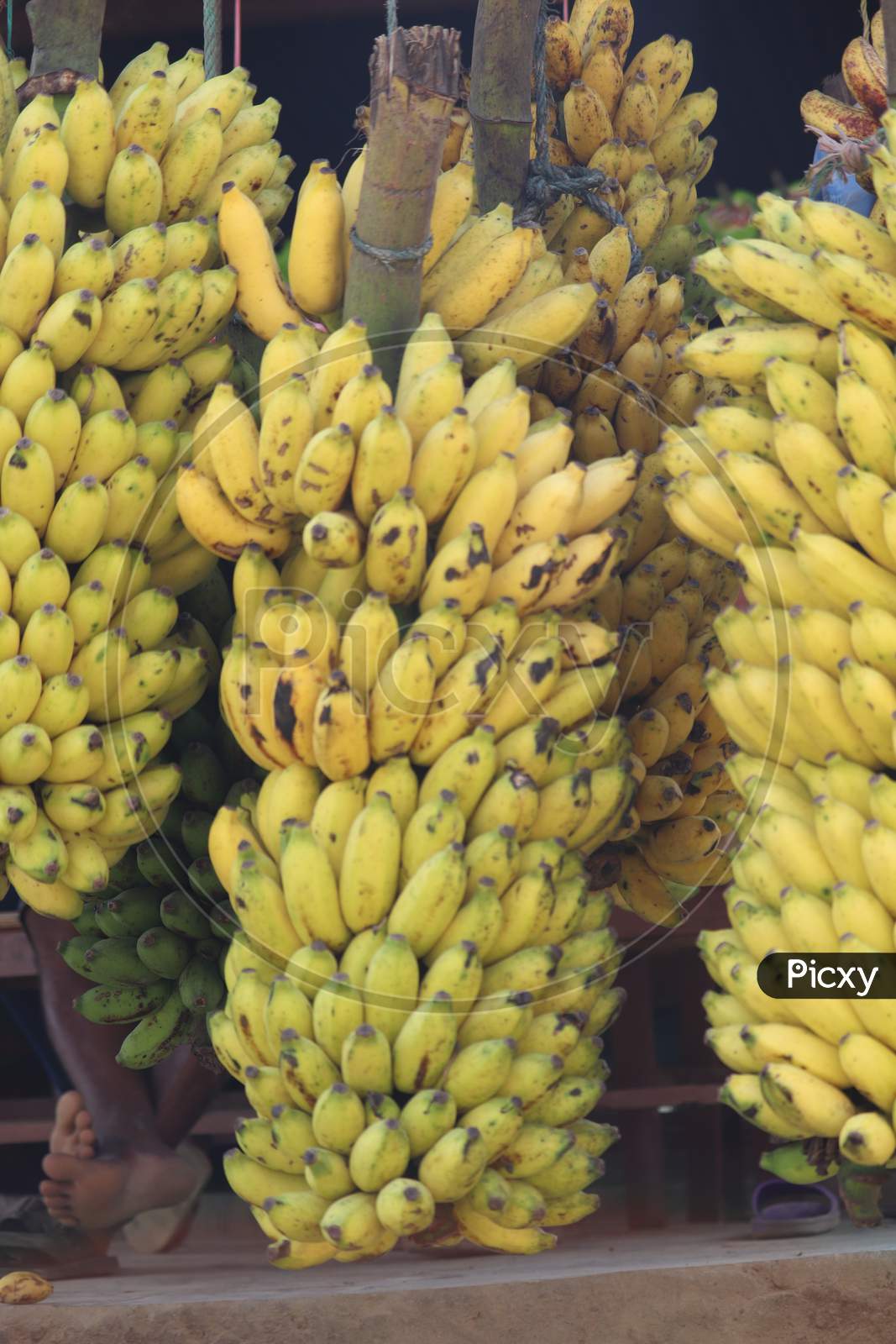 The large hanging cluster of yellow banana fruits. (selective focus )of banana cluster.