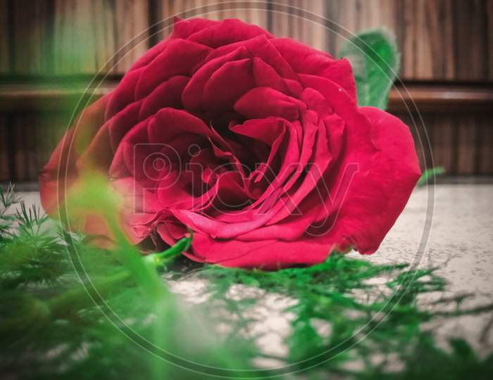 A single rose close-up photo