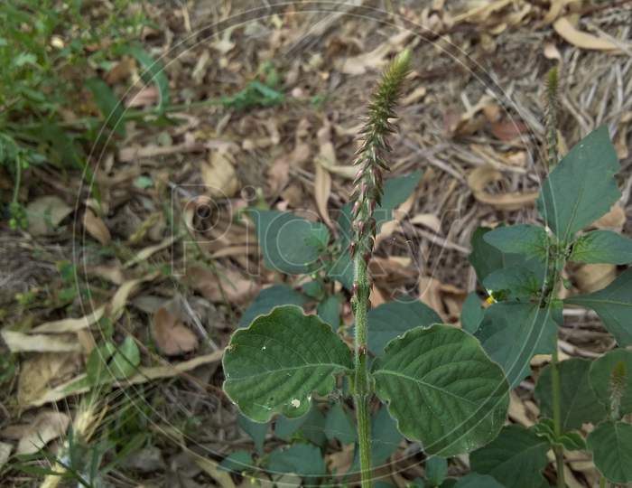 Achyranthe aspera wild plant with leaf image india.
