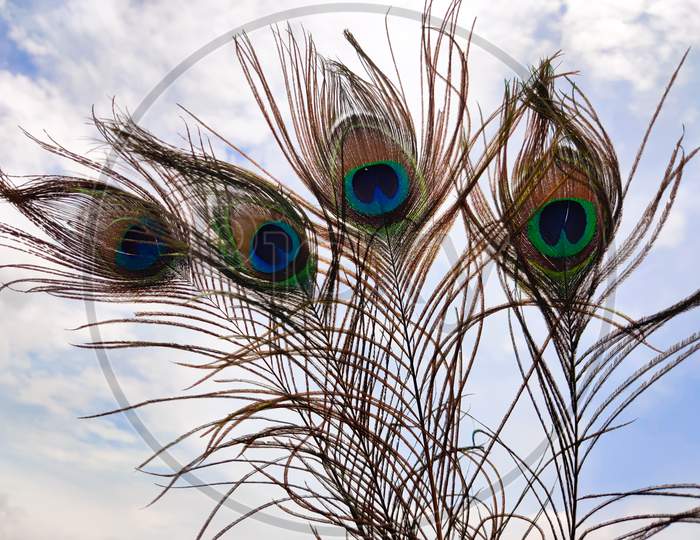 Four Elegant Peacock Feathers In Cloud Background. Outdoors