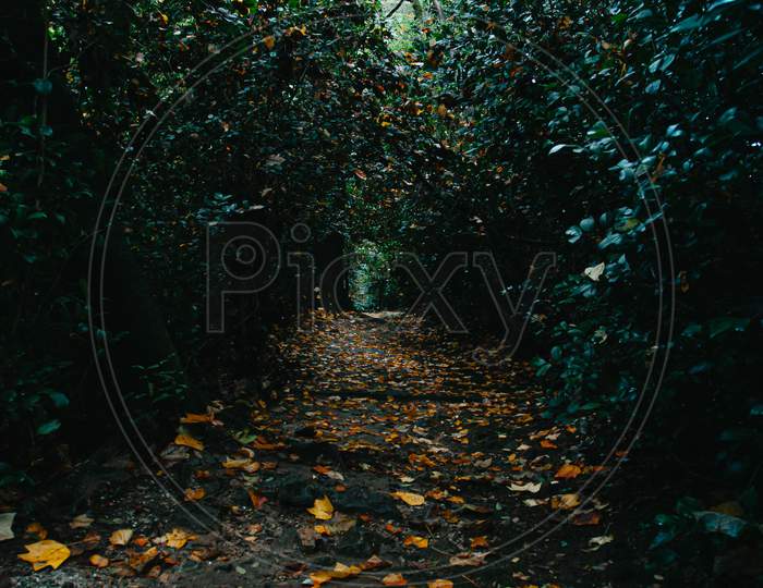 Path Between A Massive Garden During Autumn