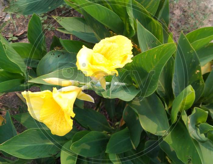A BEUTIFUL YELLOW FLOWER, CANNA FAMILY