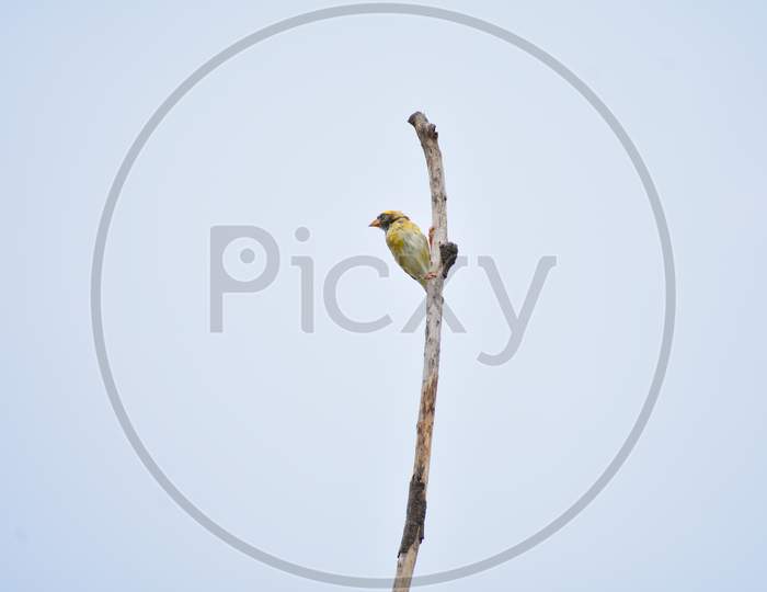 Small bird sitting on narrow branch