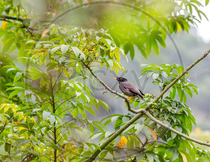 Bird Kodaikanal Tamil Nadu India
