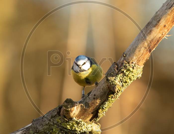 Blue Tit, Cyanistes Caeruleus, Looking Straight At Camera Perched On Branch