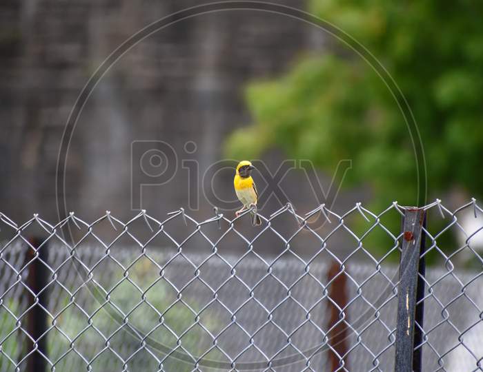 Yellow small sparrow sitting on fence