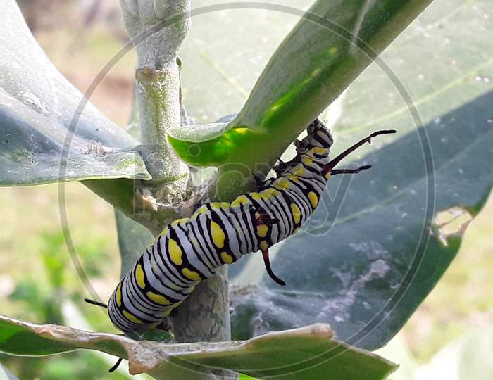 caterpillar in a leaf