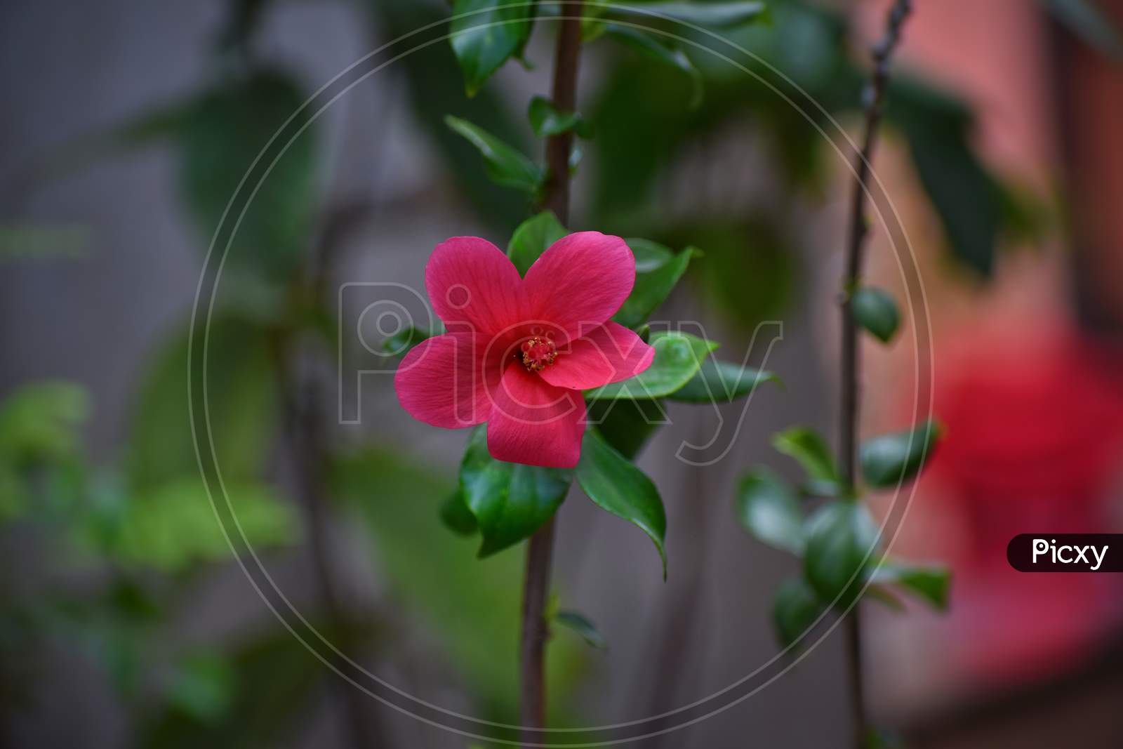 Red Hibiscus flower in plant