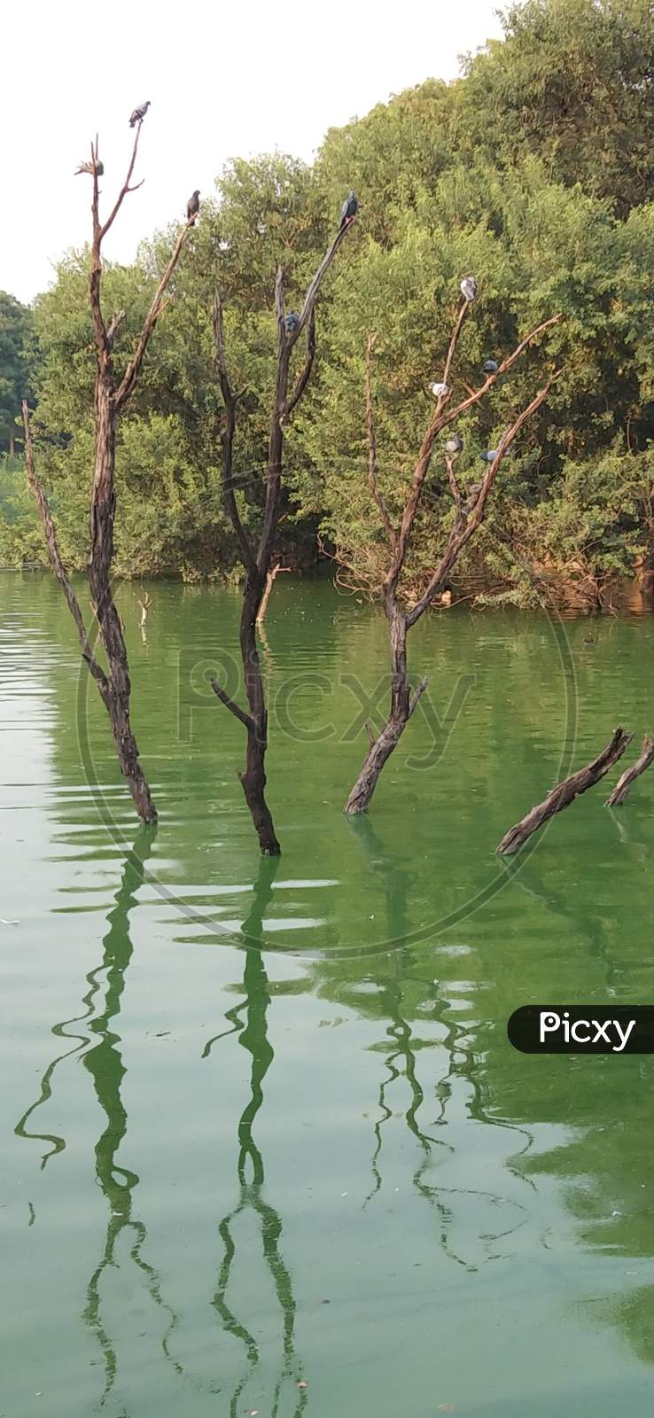 standing wooden trees with birds in a lake