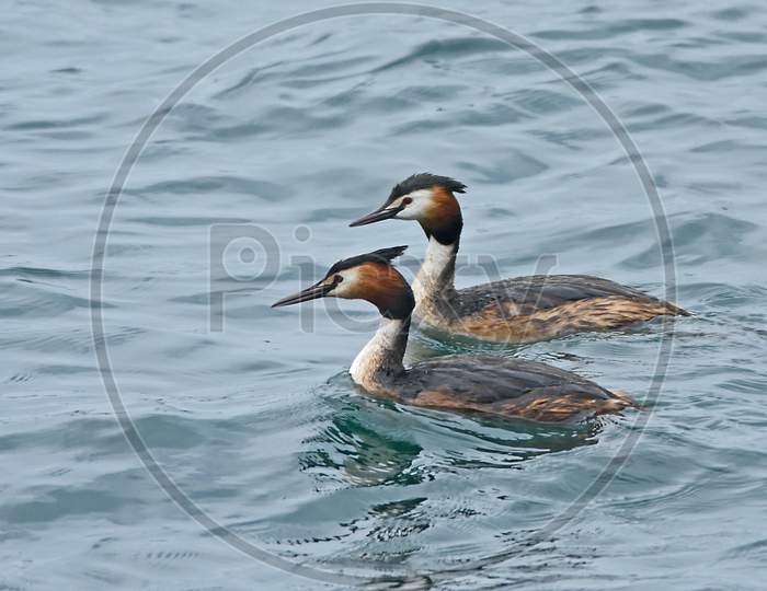 Greater Crested Grebe pair