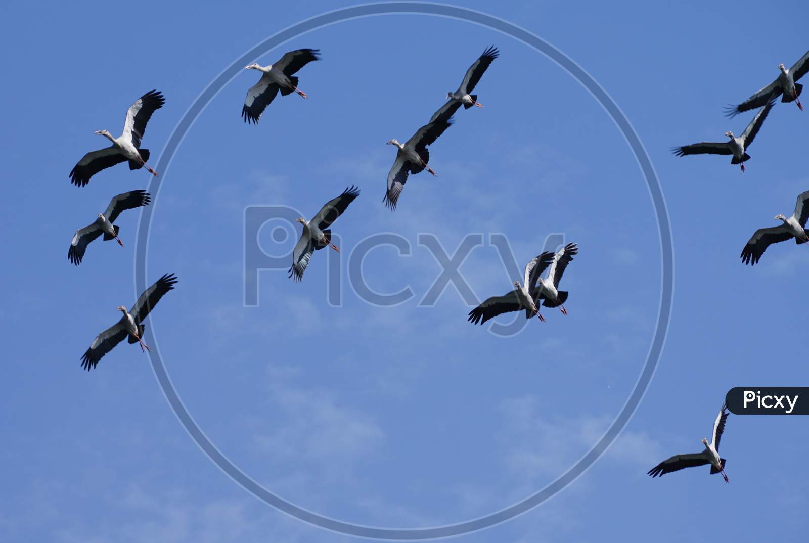 Flock of Asian openbill stork flying in the sky