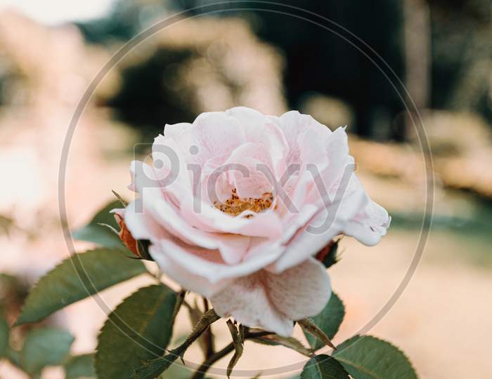 Pink And White Rose In The Middle Of A Garden