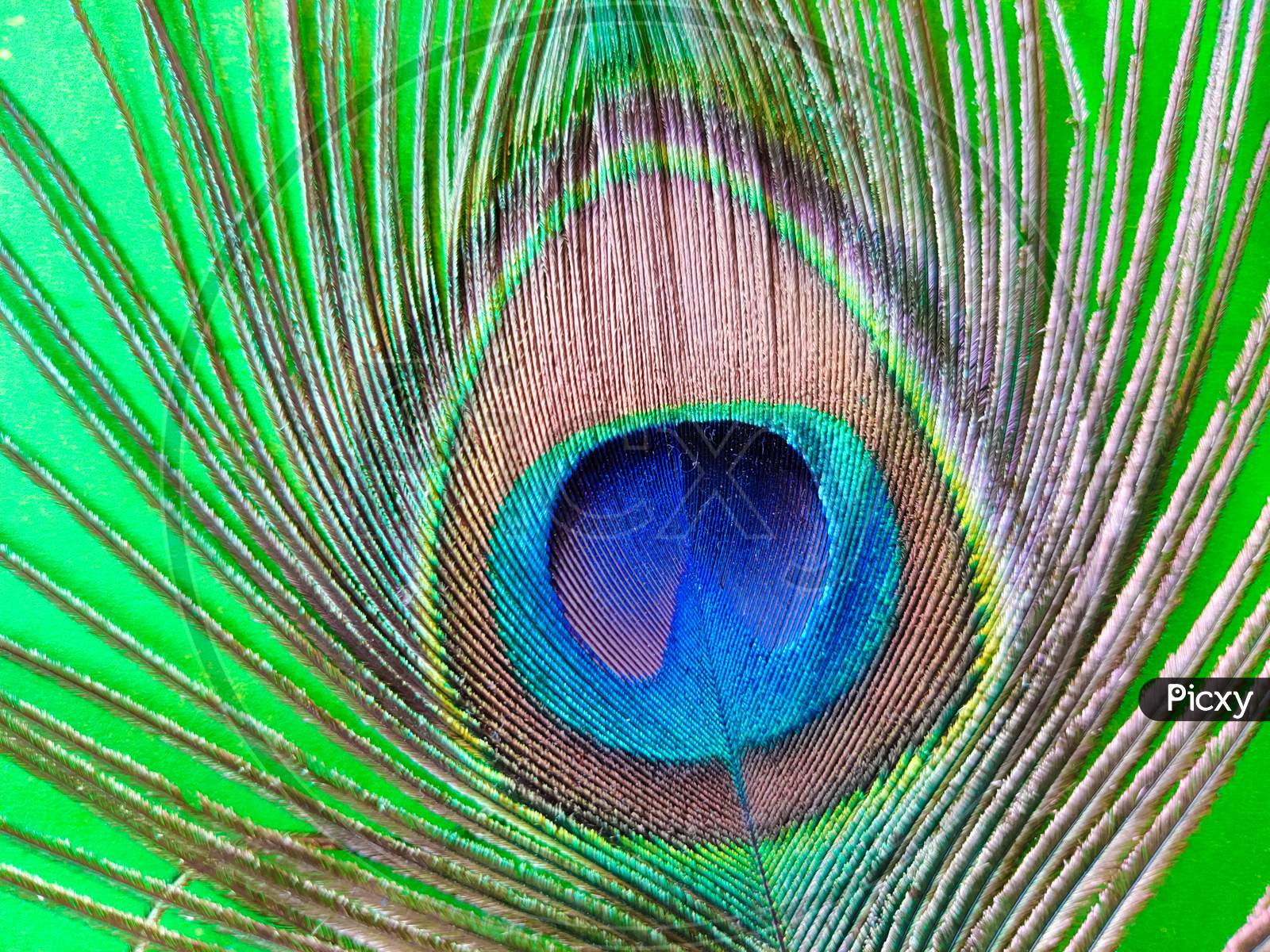 Close Up Shot Of Beautiful Peacock Feather Filling The Frame.