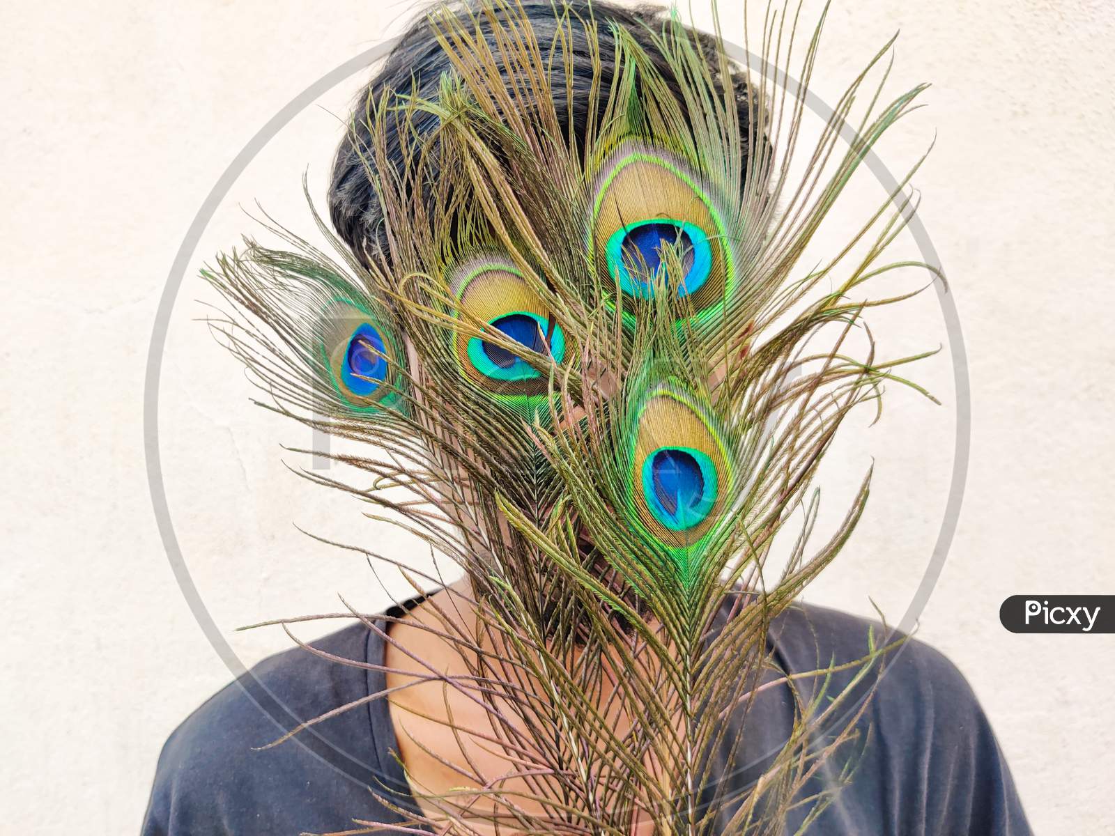 South Indian Man Covering His Face With Beautiful Peacock Feathers. Isolated On Black Background.